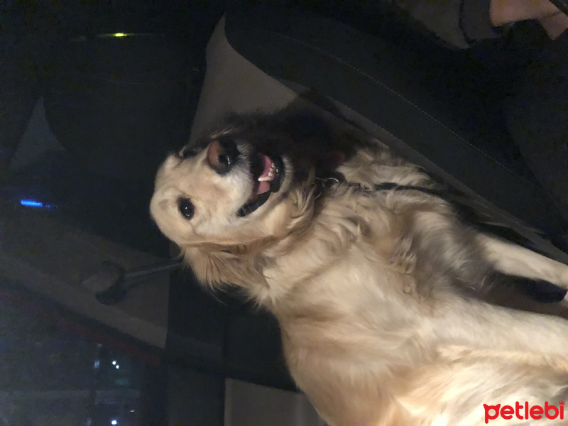 Golden Retriever, Köpek  Tarçın fotoğrafı