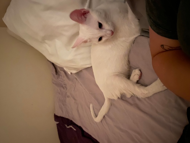 Tekir Kedi, Kedi  Olaf fotoğrafı