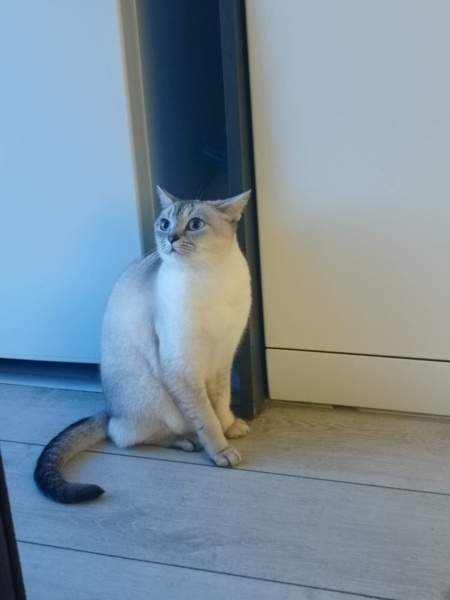 British Longhair, Kedi  Lokum fotoğrafı
