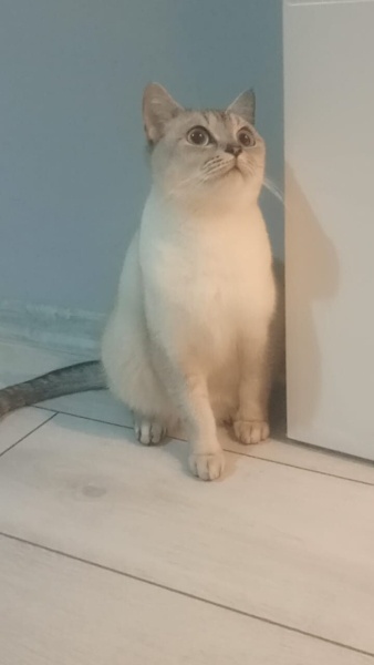 British Longhair, Kedi  Lokum fotoğrafı