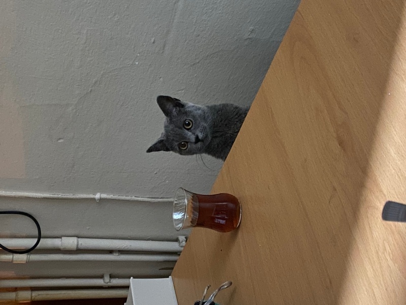 Siyam Kedisi, Kedi  şahika munis fotoğrafı