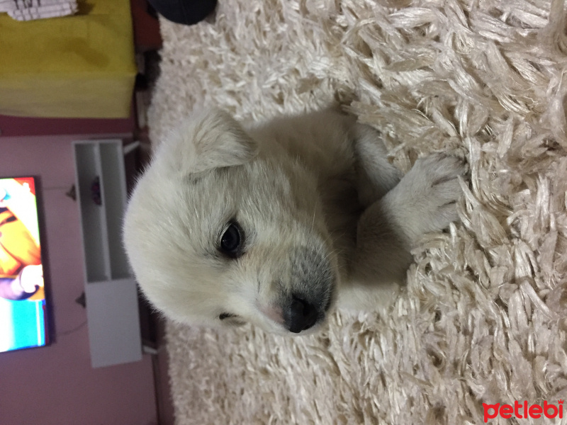Golden Retriever, Köpek  Mişa fotoğrafı