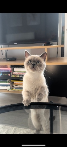 Siyam Kedisi, Kedi  Mia fotoğrafı