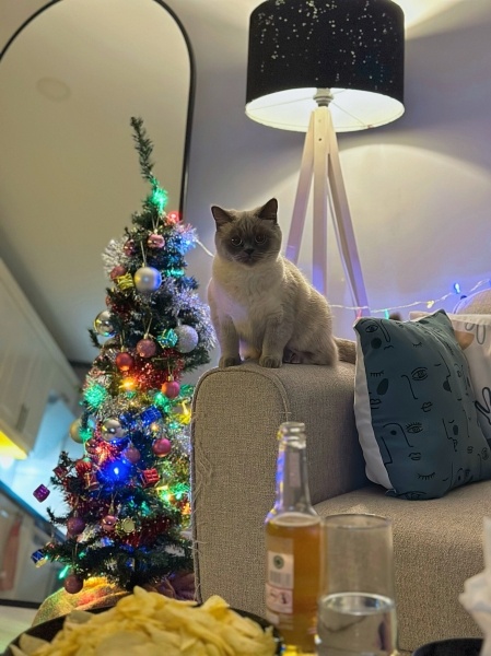 Siyam Kedisi, Kedi  Mia fotoğrafı