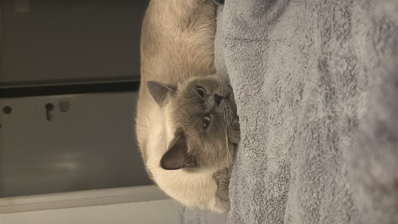 Siyam Kedisi, Kedi  Mia fotoğrafı