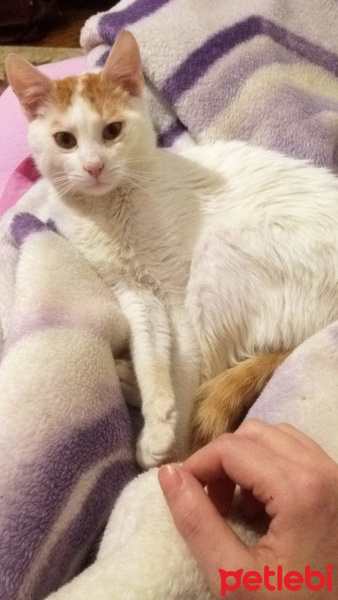 Tekir Kedi, Kedi  Maylo fotoğrafı