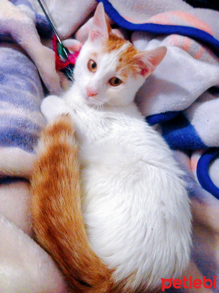 Tekir Kedi, Kedi  Maylo fotoğrafı