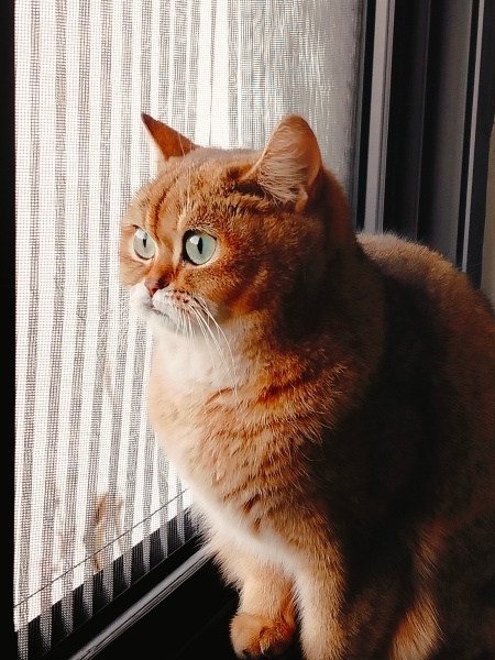 British Shorthair, Kedi  BAL fotoğrafı