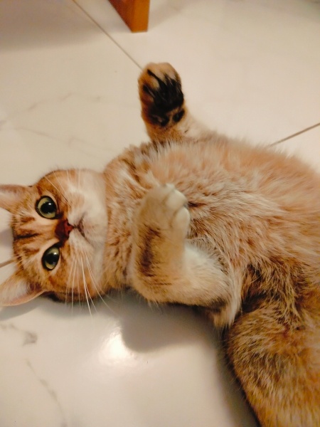 British Shorthair, Kedi  BAL fotoğrafı