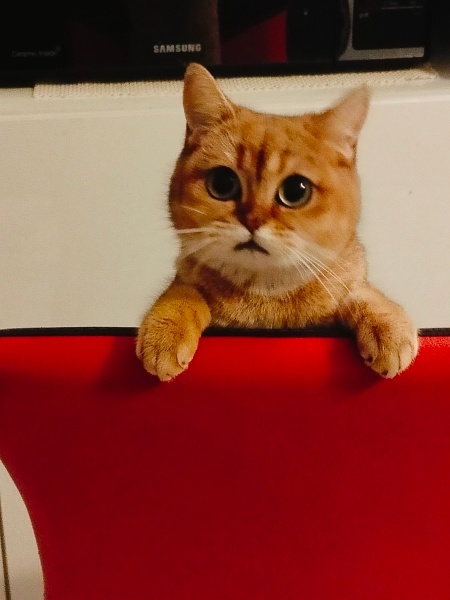 British Shorthair, Kedi  BAL fotoğrafı