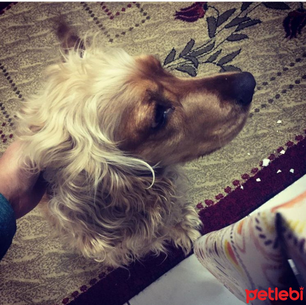 İngiliz Cocker Spaniel, Köpek  Kuki fotoğrafı