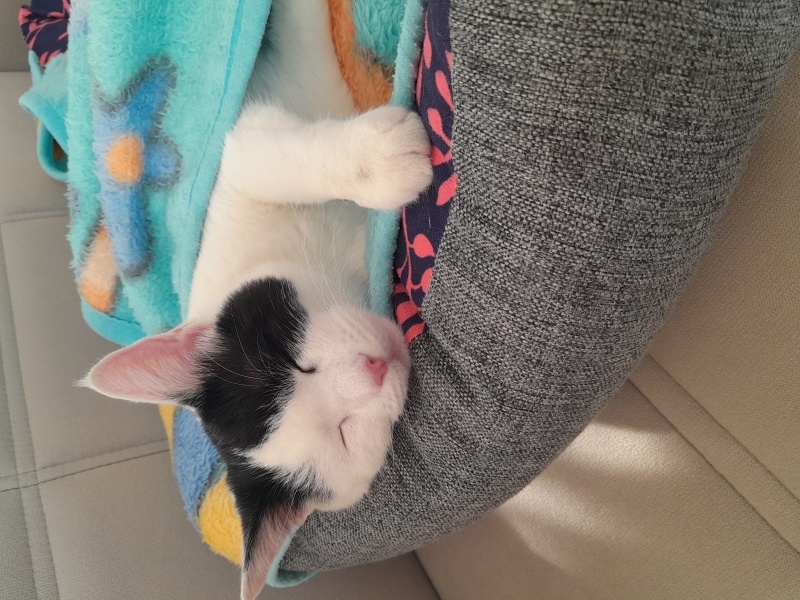 Tekir Kedi, Kedi  Minnoş fotoğrafı