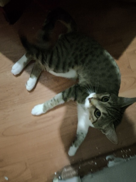 Tekir Kedi, Kedi  Paşa fotoğrafı