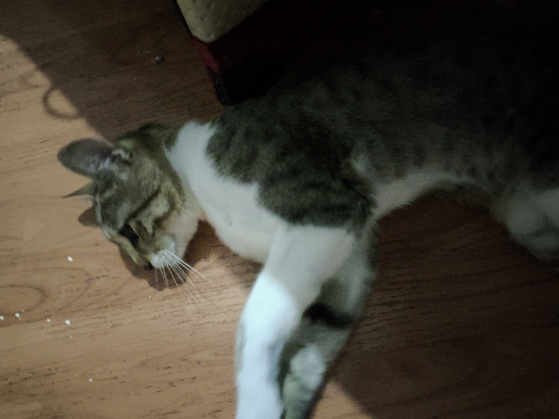 Tekir Kedi, Kedi  Paşa fotoğrafı