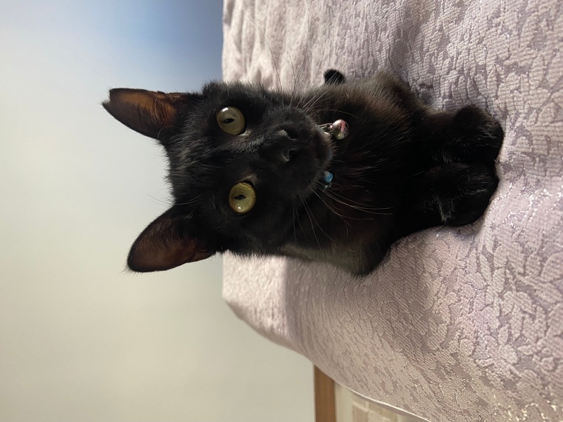 Bombay, Kedi  Gölge fotoğrafı