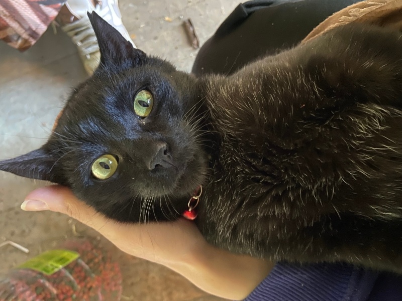 Bombay, Kedi  Gölge fotoğrafı