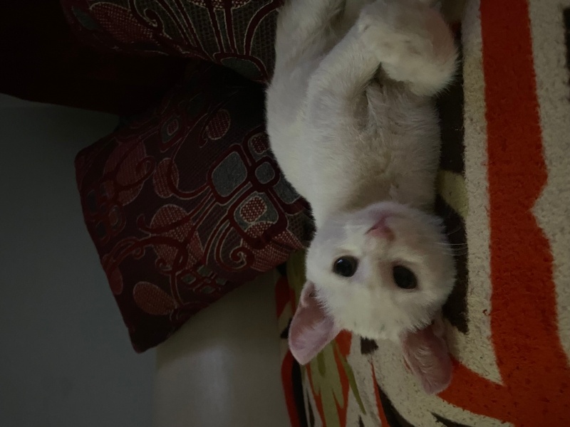 Ankara Kedisi, Kedi  Sütlaç fotoğrafı