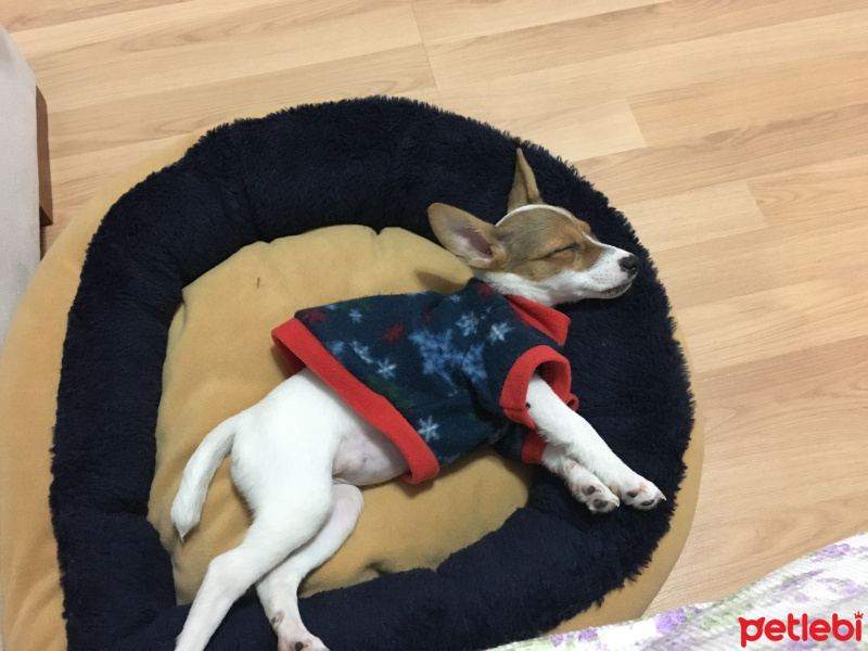 Jack Russell Terrier, Köpek  ciny fotoğrafı