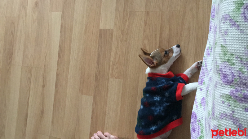 Jack Russell Terrier, Köpek  ciny fotoğrafı