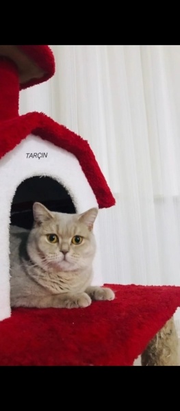 British Shorthair, Kedi  Tarçın fotoğrafı