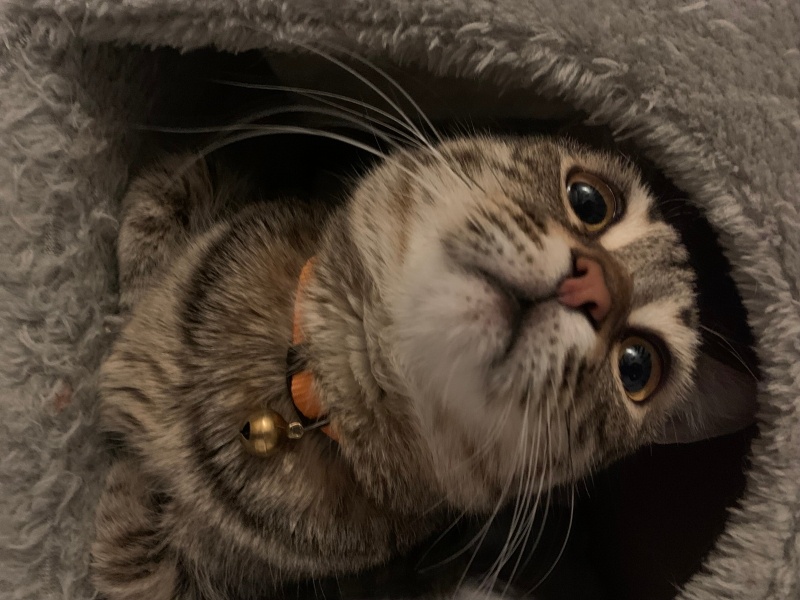 Tekir Kedi, Kedi  Marcel fotoğrafı