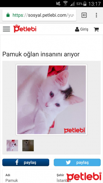 Tekir Kedi, Kedi  Pamuk fotoğrafı