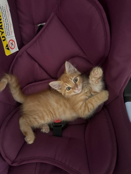 Sarman, Kedi  Tarçın fotoğrafı