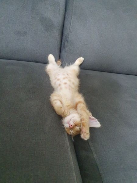 Sarman, Kedi  Tarçın fotoğrafı