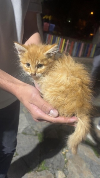 Sarman, Kedi  Tarçın fotoğrafı