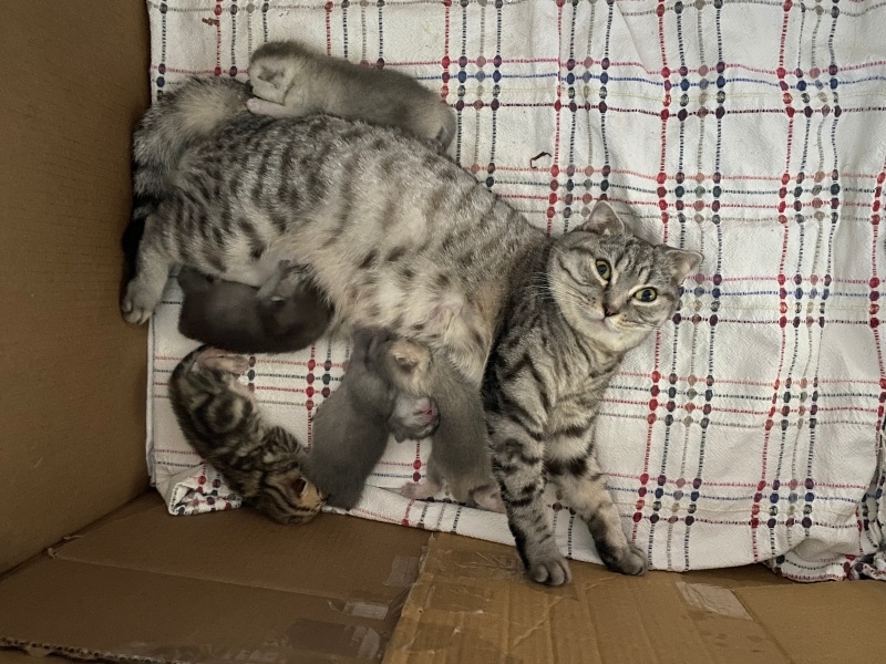 Scottish Fold, Kedi  Maya💖 fotoğrafı