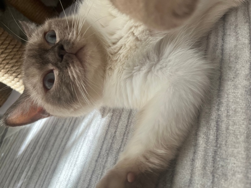 British Shorthair, Kedi  Zuzu fotoğrafı