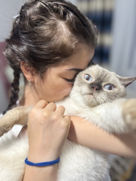 British Shorthair, Kedi  Zuzu fotoğrafı