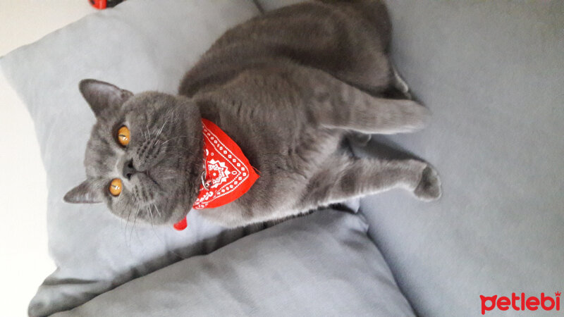 British Shorthair, Kedi  duman fotoğrafı