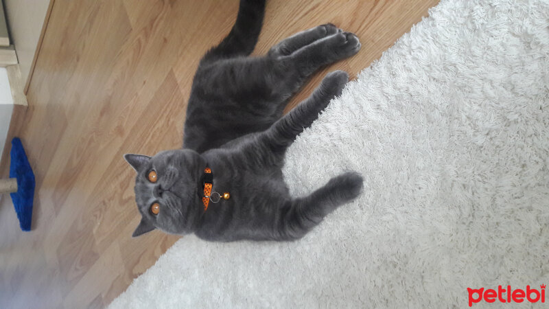 British Shorthair, Kedi  duman fotoğrafı