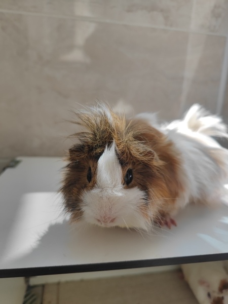 Guinea Pig, Kemirgen  Şipidik fotoğrafı