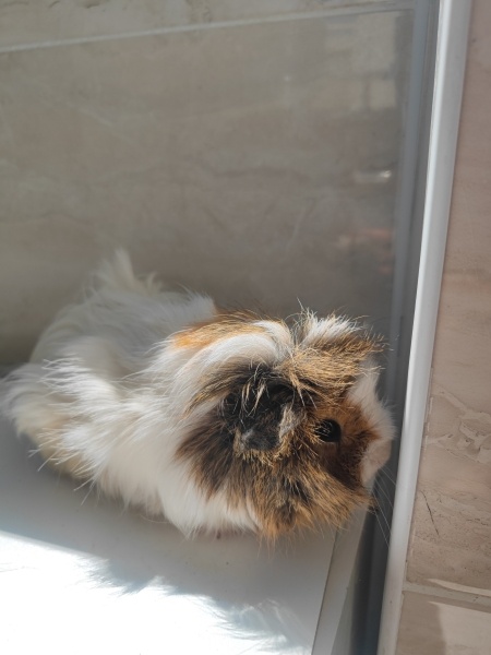 Guinea Pig, Kemirgen  Şipidik fotoğrafı
