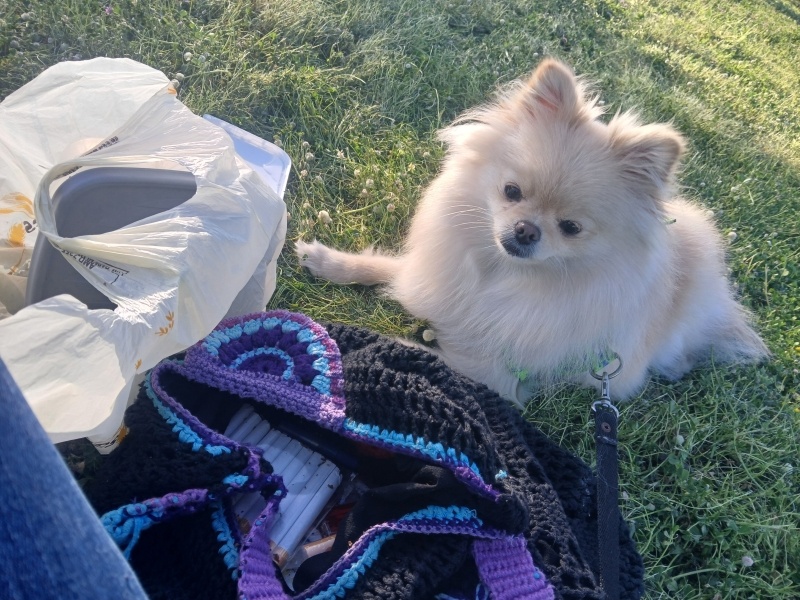 Pomeranyalı, Köpek  Leydi fotoğrafı