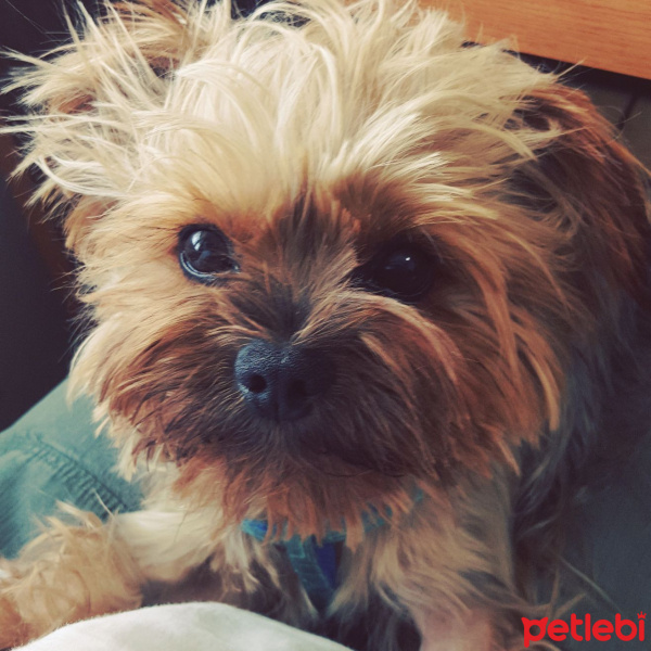 Yorkshire Terrier, Köpek  peps fotoğrafı