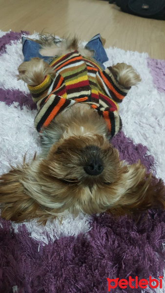 Yorkshire Terrier, Köpek  peps fotoğrafı