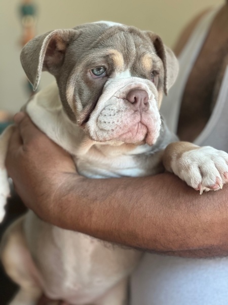 İngiliz Bulldog, Köpek  Linda fotoğrafı