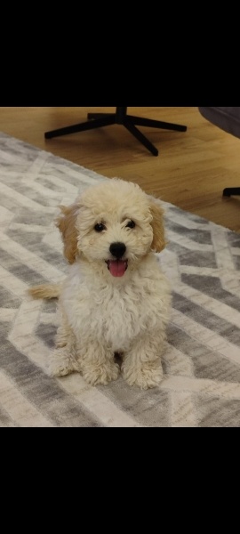 Poodle (Minyatür Kaniş), Köpek  Gofret fotoğrafı