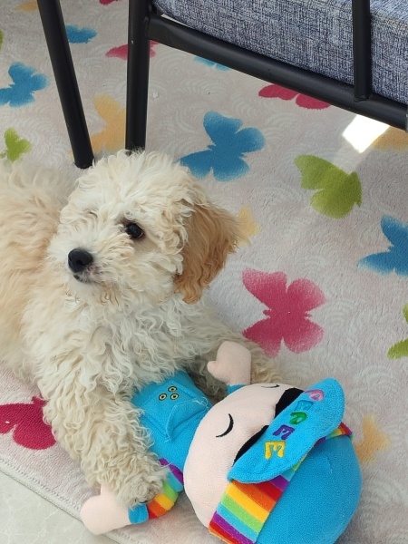 Poodle (Minyatür Kaniş), Köpek  Gofret fotoğrafı