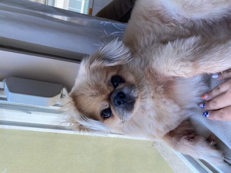 Pekingese, Köpek  Odin fotoğrafı