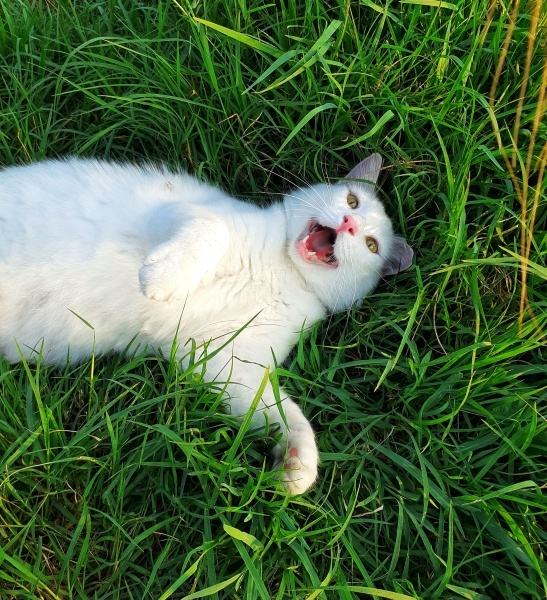 Ankara Kedisi, Kedi  Çaki fotoğrafı