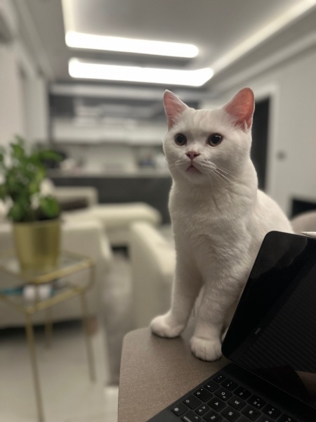 British Shorthair, Kedi  ZIPIR fotoğrafı