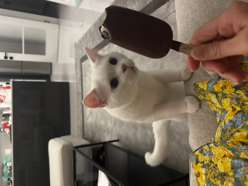 British Shorthair, Kedi  ZIPIR fotoğrafı
