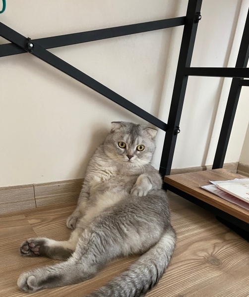 Scottish Fold, Kedi  Boncuk fotoğrafı