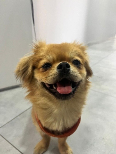 Pekingese, Köpek  Hale fotoğrafı