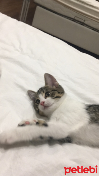 Tekir Kedi, Kedi  Bihter fotoğrafı