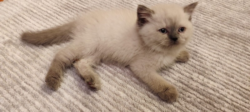 British Shorthair, Kedi  Henüz koyulmadi fotoğrafı